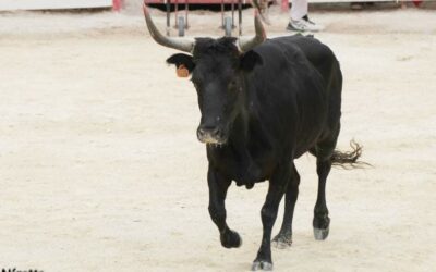 La cocardière OCTOPUSSY renoue avec l’Or du Trophée des vaches cocardières en 2021.